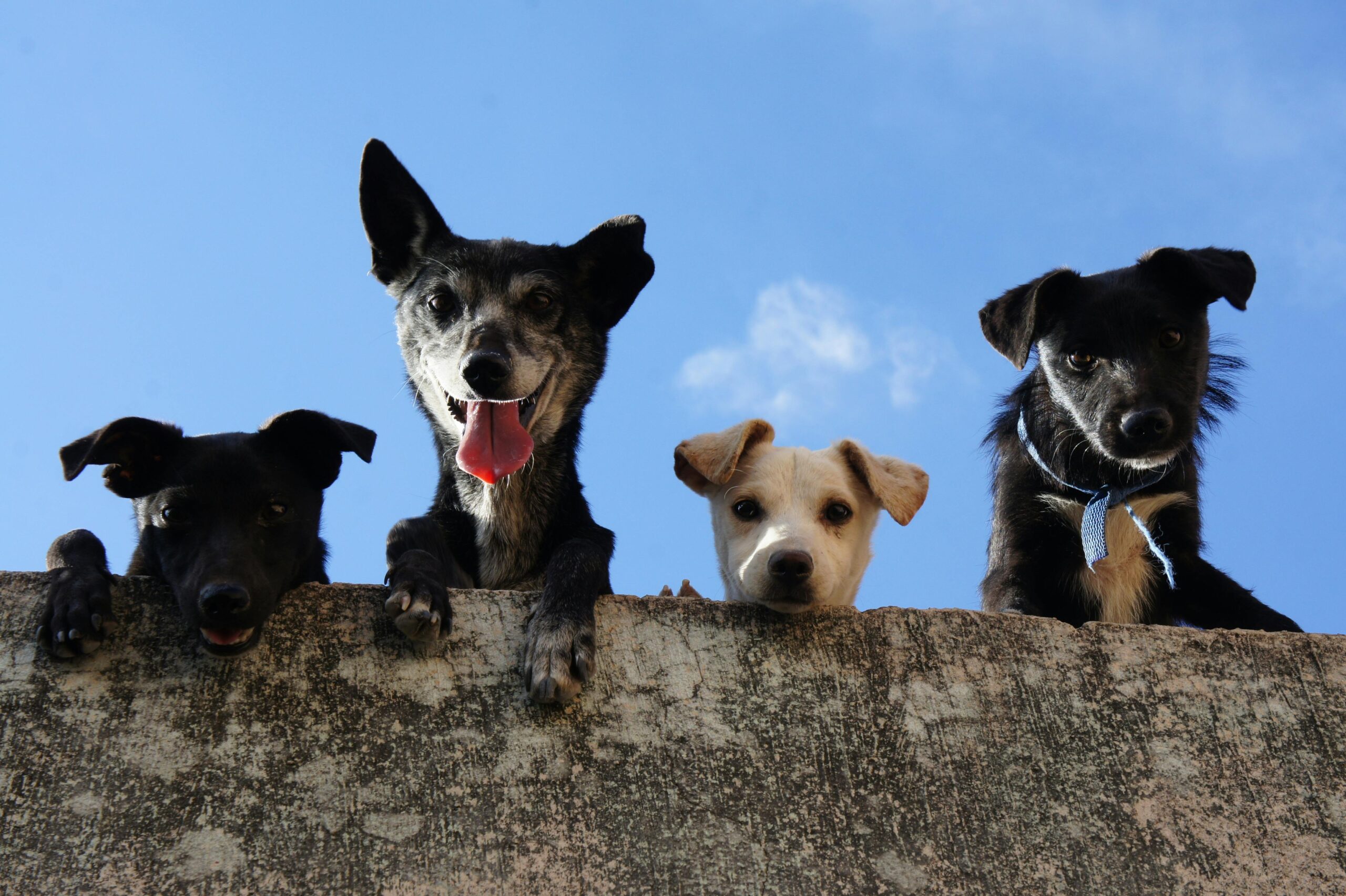 Black And White Short Coated Dogs